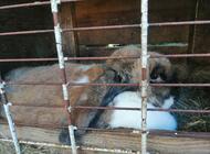 Grajewo ogłoszenia: Sprzedam króliki, samca i samicę, karmione wyłącznie zbożem i... - zdjęcie