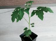 Grajewo ogłoszenia: Sprzedam pomidory nadwyżka własnych sadzonek:  odmiany malinowe... - zdjęcie