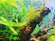 Grajewo ogłoszenia: Sprzedam rybki mieczyki i gupiki,różne wielkości i odmiany.... - zdjęcie
