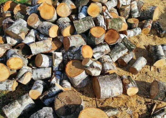 Grajewo ogłoszenia: Sprzedam drewno opałowe w pieńkach (brzoza)   - 240 zł /mp