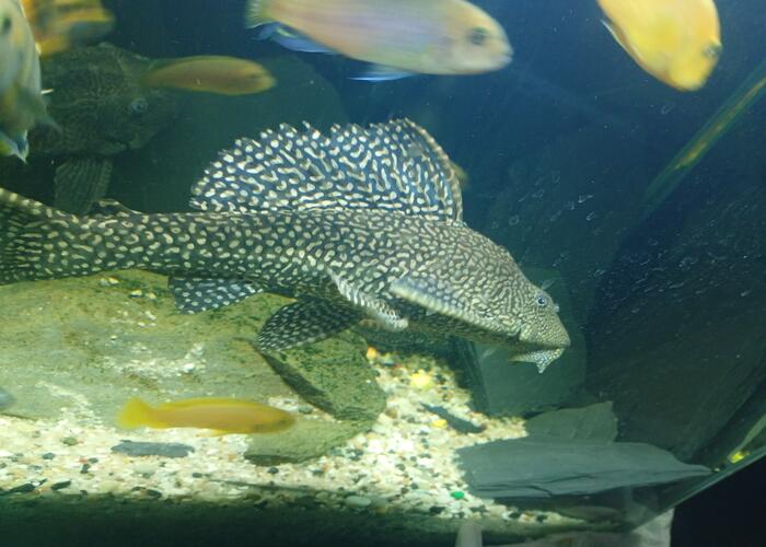 Grajewo ogłoszenia: Sprzedam rybi akwariowe pyszczaki około 30sztuk oraz duże...