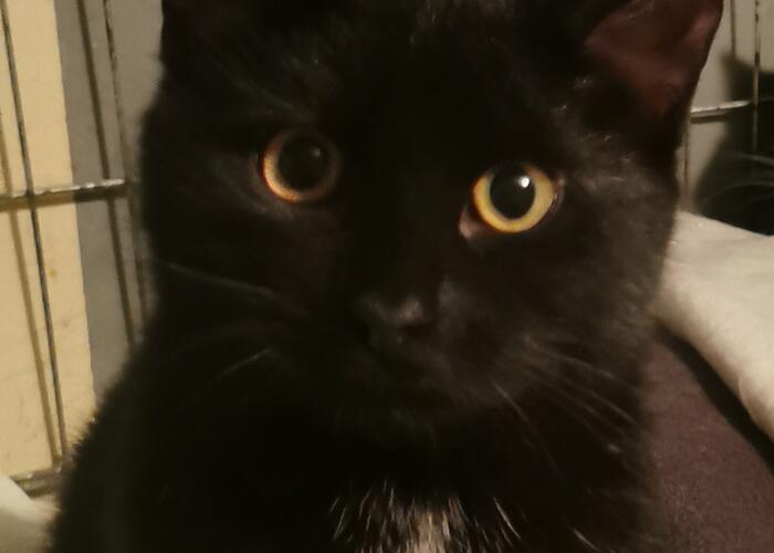 Grajewo ogłoszenia: Zaginęła czarna kotka. 11kwietnia w okolicach Orlenu przy ulicy...