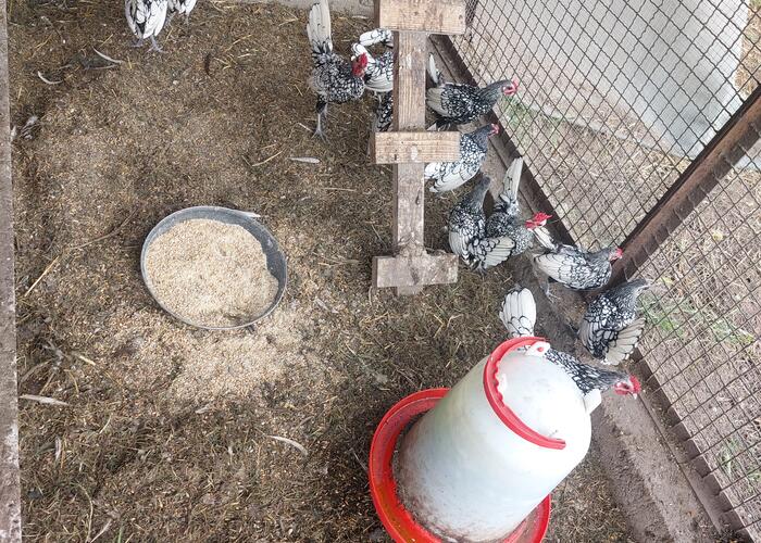Grajewo ogłoszenia: Sprzeda sebrytki . Kury z tego roku.  Sprzedaje tylko w parach....